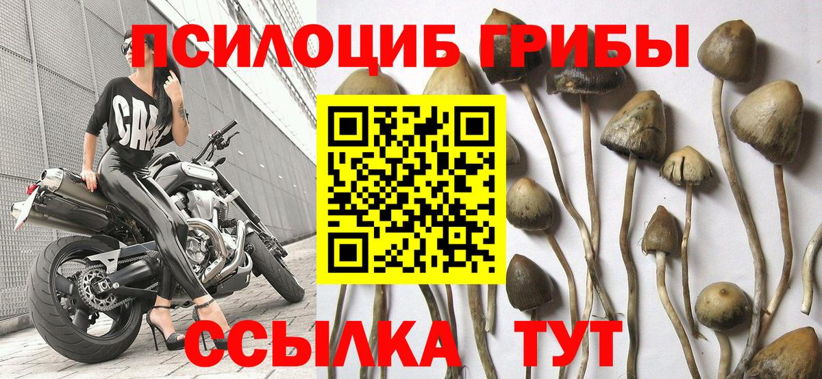 Галлюциногенные грибы Psilocybine cubensis  Псилоцибиновые грибы Cubensis  Коммунар  Вход с VPN 